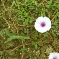 Ipomoea aquatica Forssk.